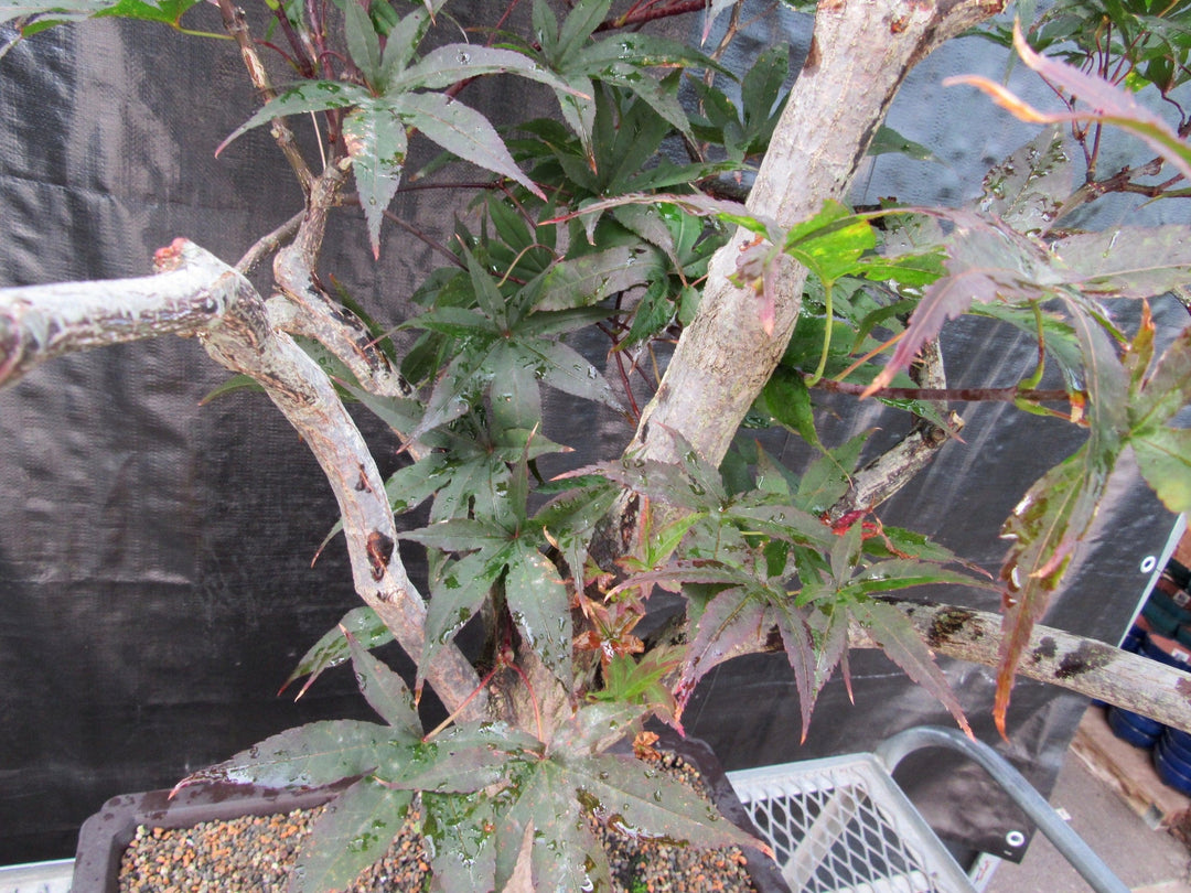 72 Year Old Red Japanese Maple Specimen Bonsai Tree Branches
