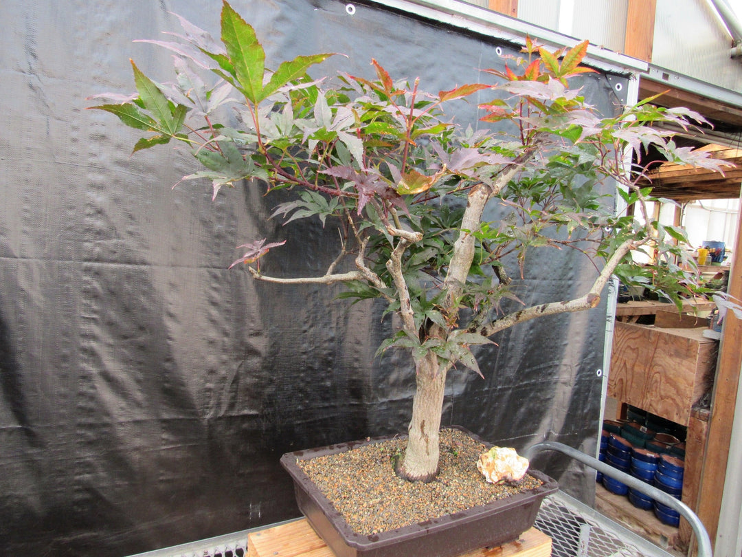 72 Year Old Red Japanese Maple Specimen Bonsai Tree Side