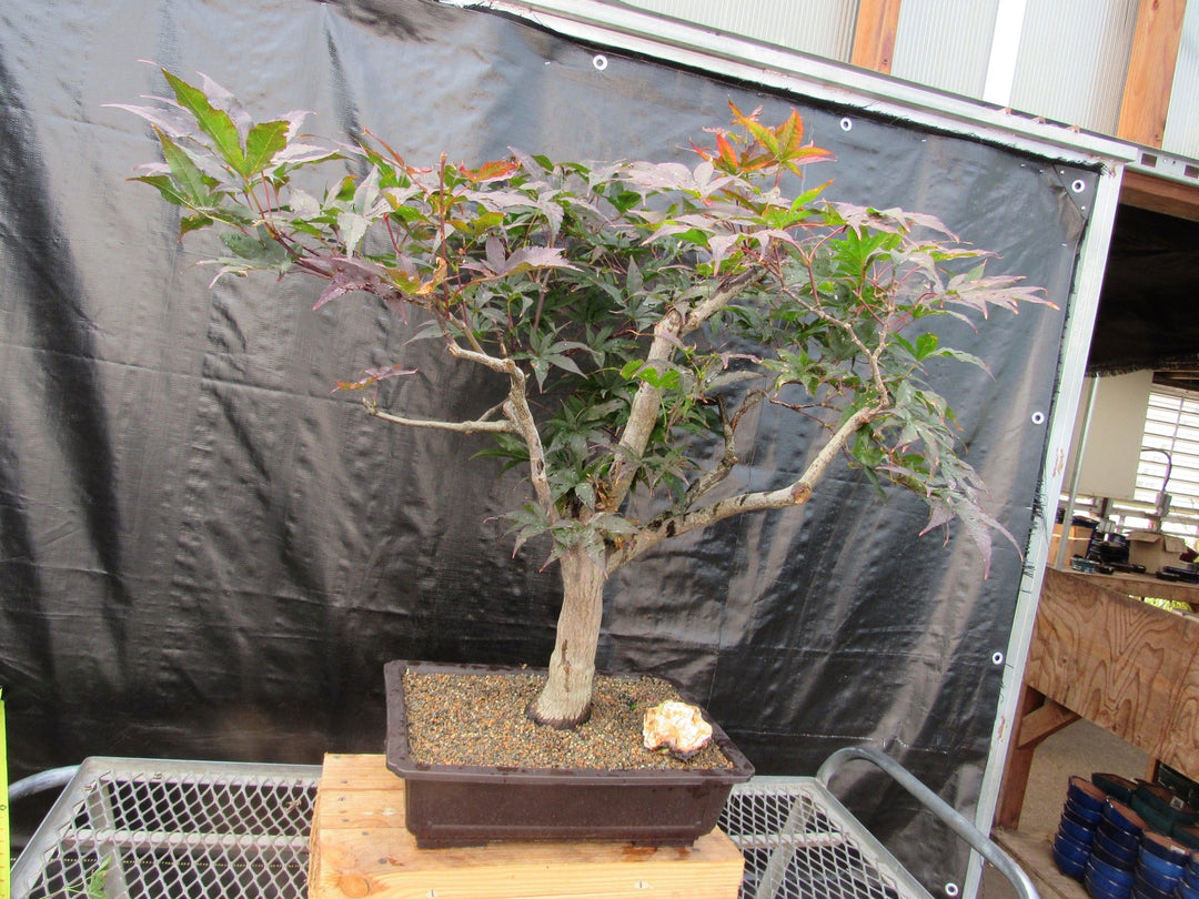 72 Year Old Red Japanese Maple Specimen Bonsai Tree Alt