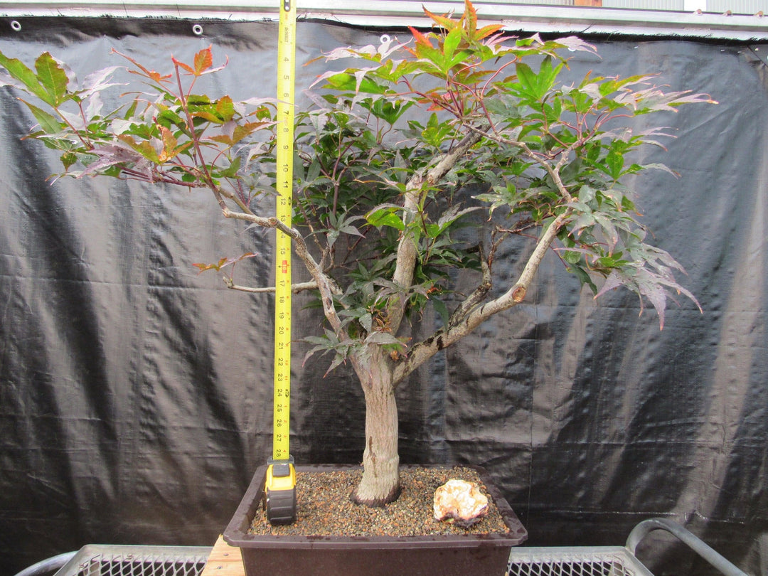 72 Year Old Red Japanese Maple Specimen Bonsai Tree Size