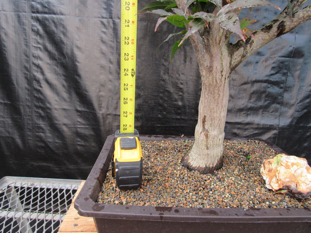 72 Year Old Red Japanese Maple Specimen Bonsai Tree Height