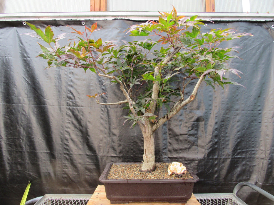 72 Year Old Red Japanese Maple Specimen Bonsai Tree Profile