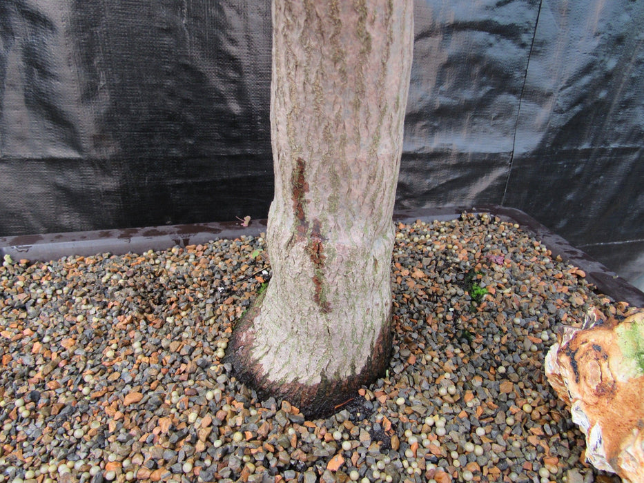 72 Year Old Red Japanese Maple Specimen Bonsai Tree Bark