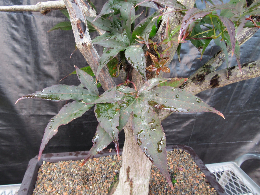 72 Year Old Red Japanese Maple Specimen Bonsai Tree Leaves