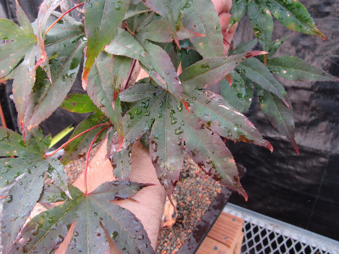 72 Year Old Red Japanese Maple Specimen Bonsai Tree Red Colors