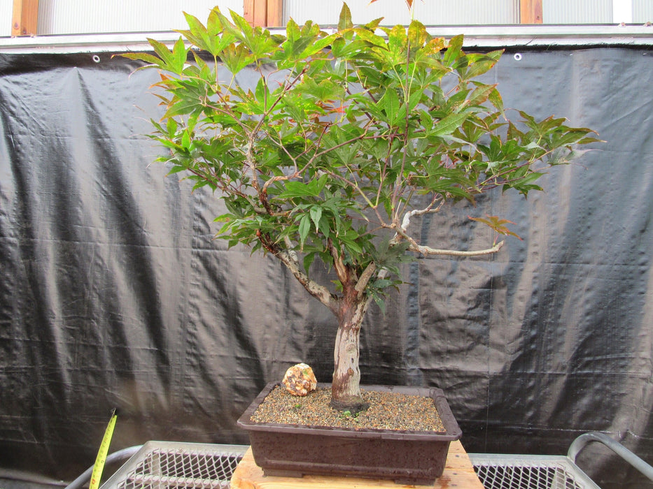 72 Year Old Red Japanese Maple Specimen Bonsai Tree Back