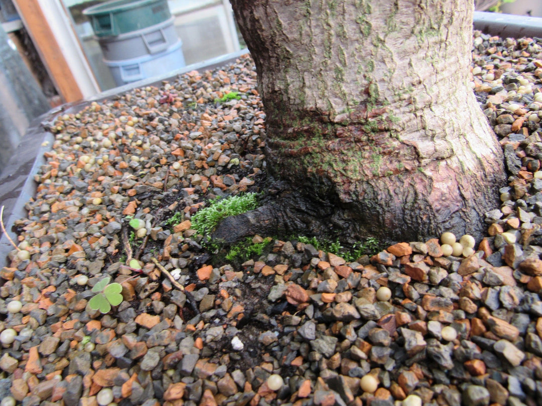 72 Year Old Red Japanese Maple Specimen Bonsai Tree Roots
