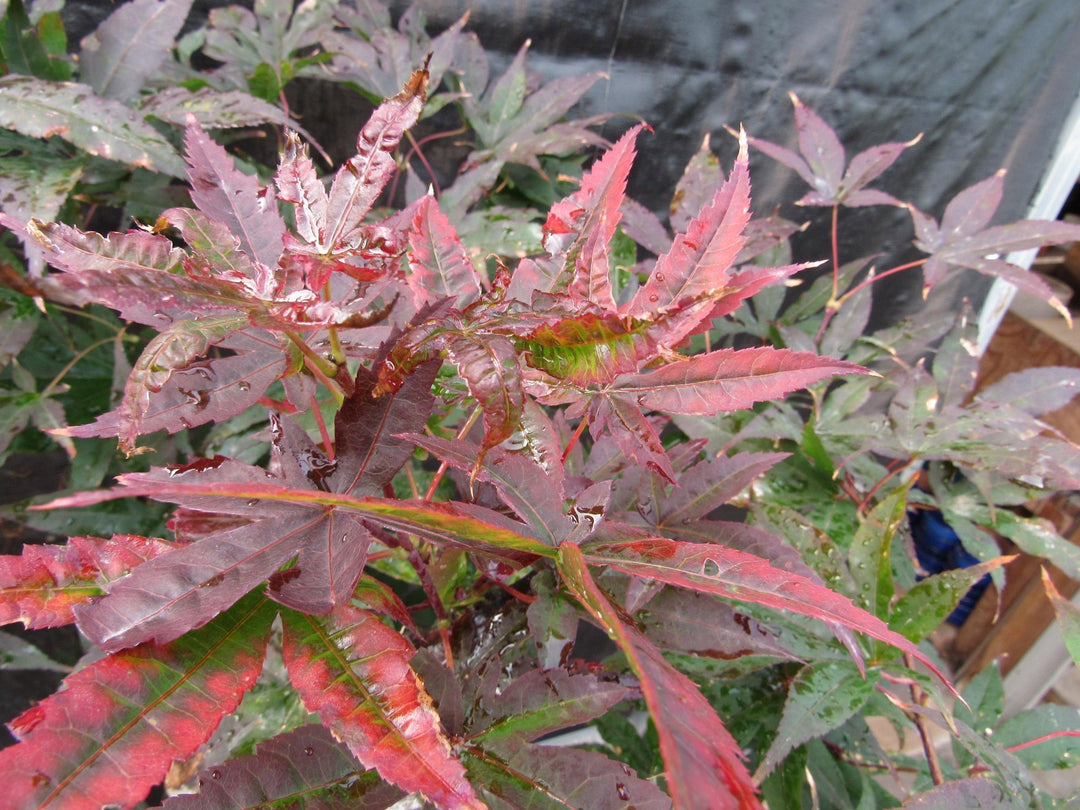 72 Year Old Red Japanese Maple Specimen Bonsai Tree Fall Foliage