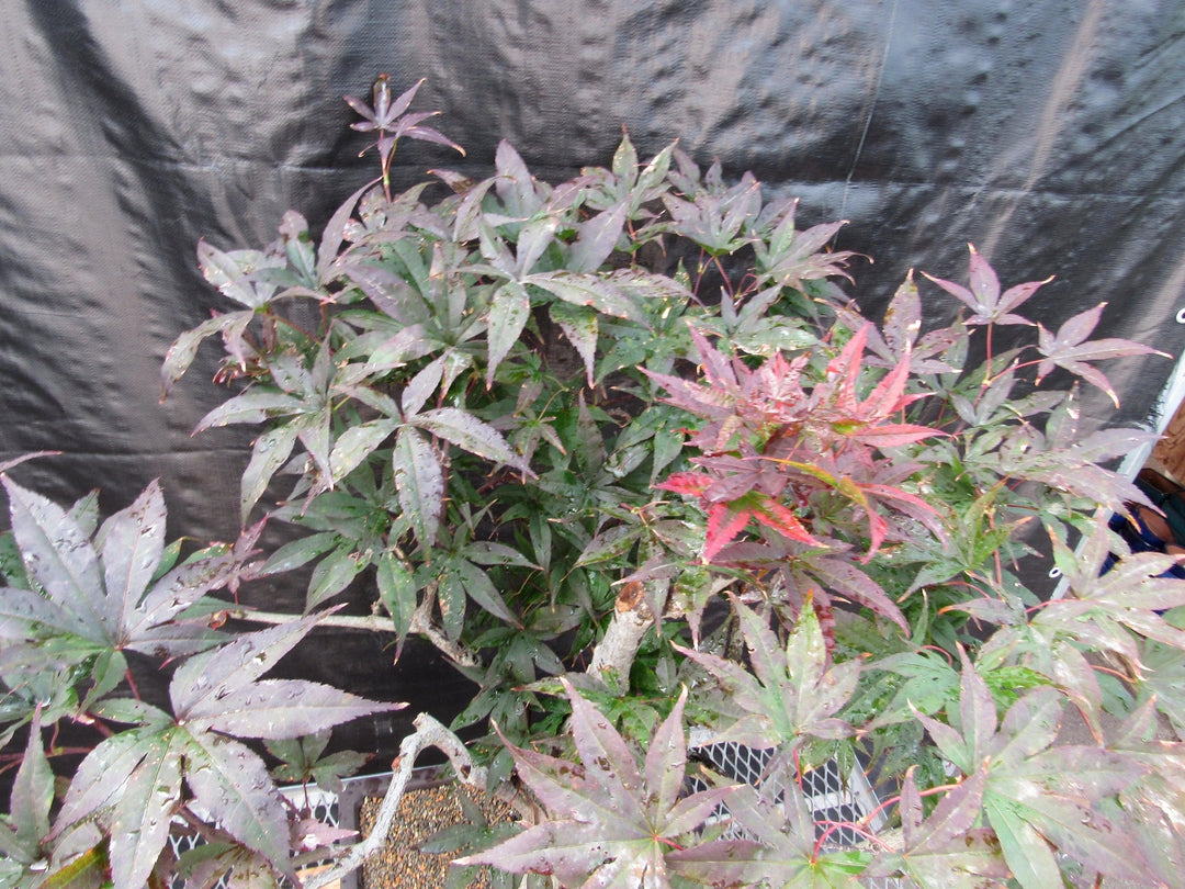 72 Year Old Red Japanese Maple Specimen Bonsai Tree Canopy