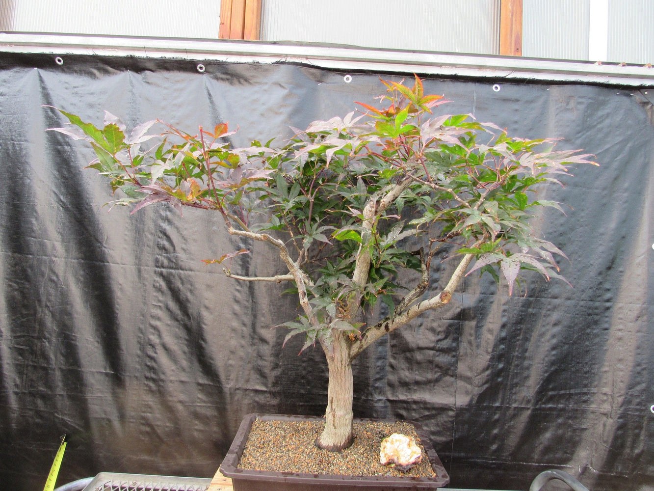 72 Year Old Red Japanese Maple Specimen Bonsai Tree