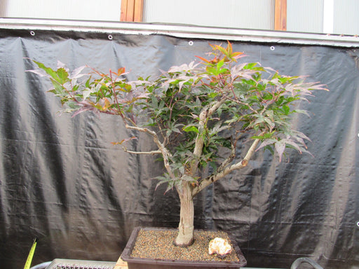 72 Year Old Red Japanese Maple Specimen Bonsai Tree