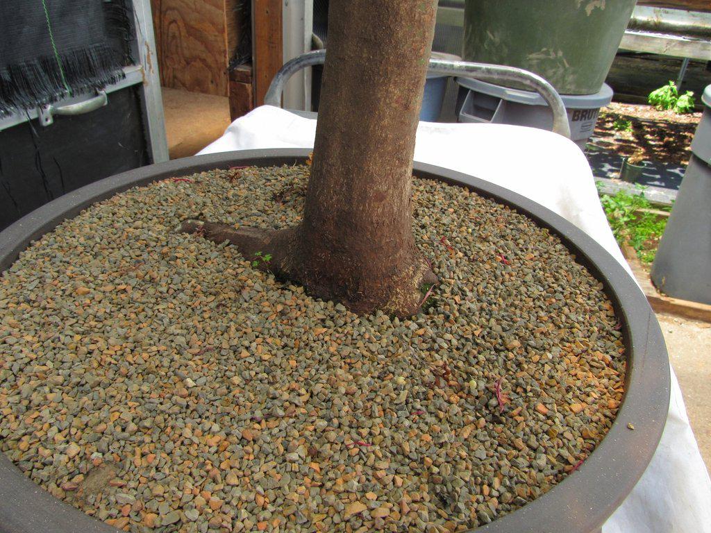 74 Year Old Weeping Japanese Maple Specimen Bonsai Tree Taproot