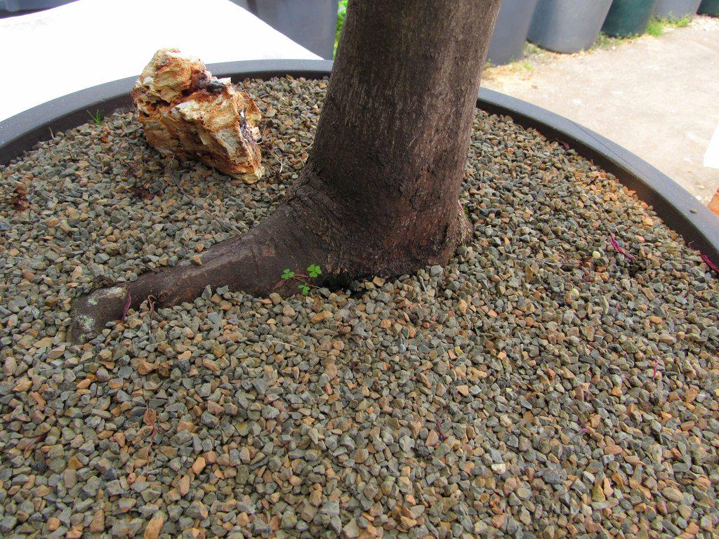 74 Year Old Weeping Japanese Maple Specimen Bonsai Tree Roots