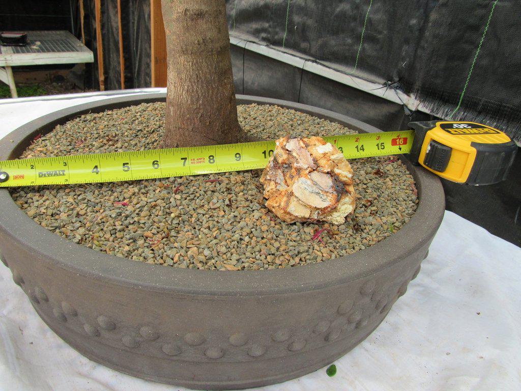 74 Year Old Weeping Japanese Maple Specimen Bonsai Tree Width