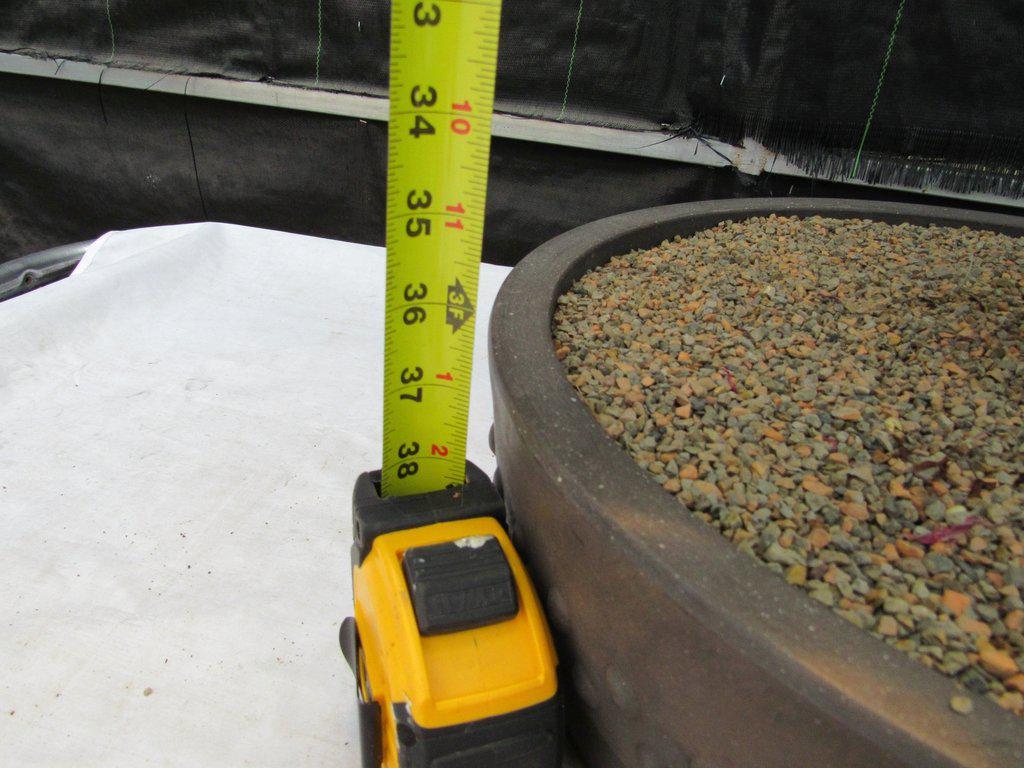 74 Year Old Weeping Japanese Maple Specimen Bonsai Tree Size