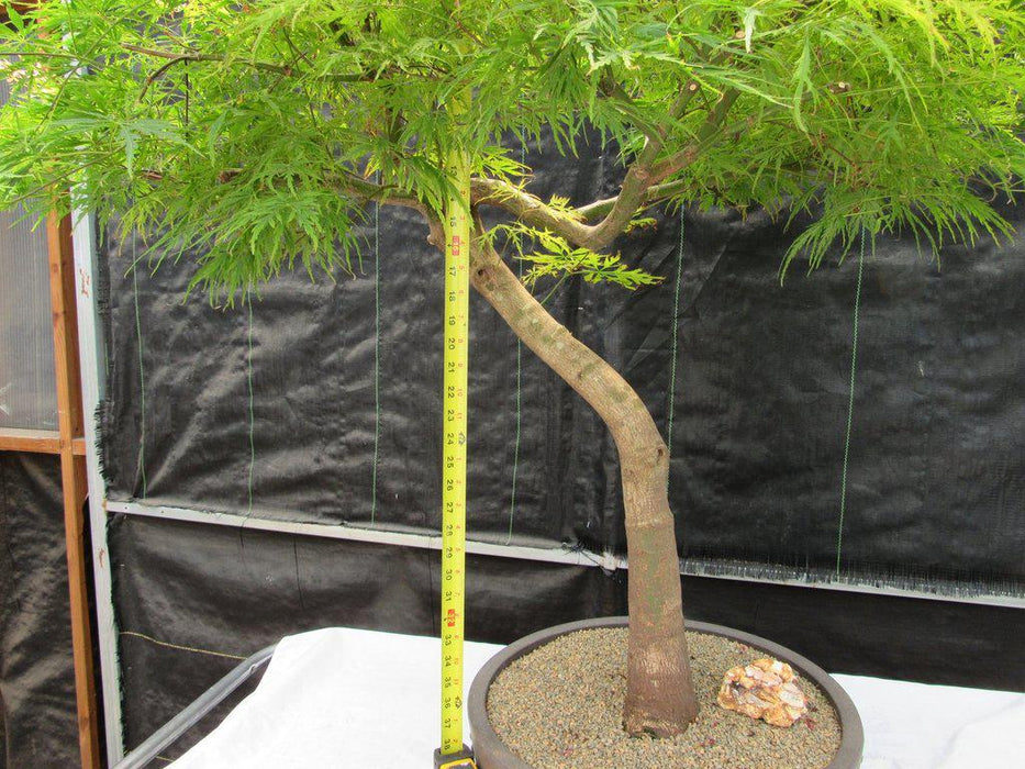 74 Year Old Weeping Japanese Maple Specimen Bonsai Tree Height