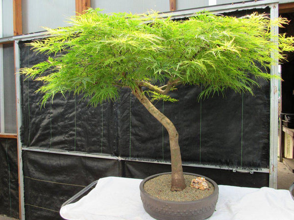bonsai blue maple tree for sale 74 Year Old Weeping Japanese Maple Specimen Bonsai Tree
