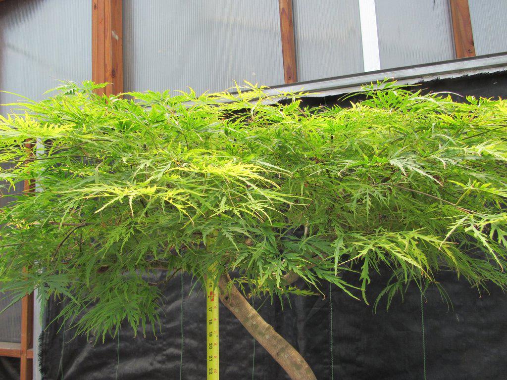 74 Year Old Weeping Japanese Maple Specimen Bonsai Tree Tall