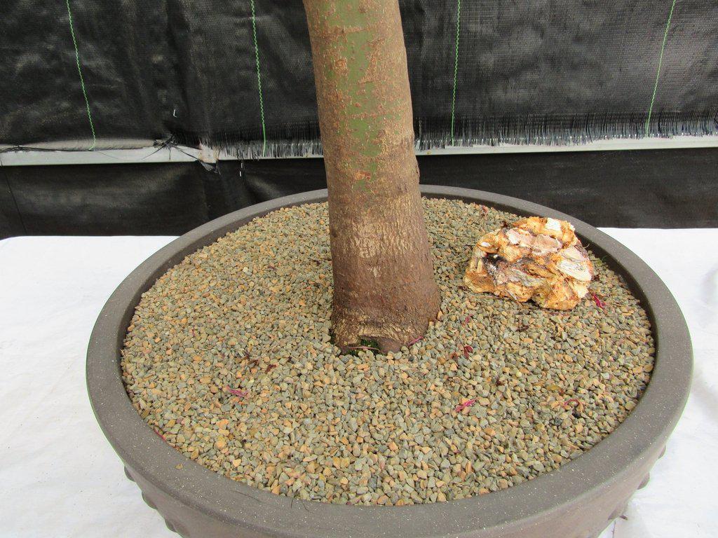 74 Year Old Weeping Japanese Maple Specimen Bonsai Tree Trunk