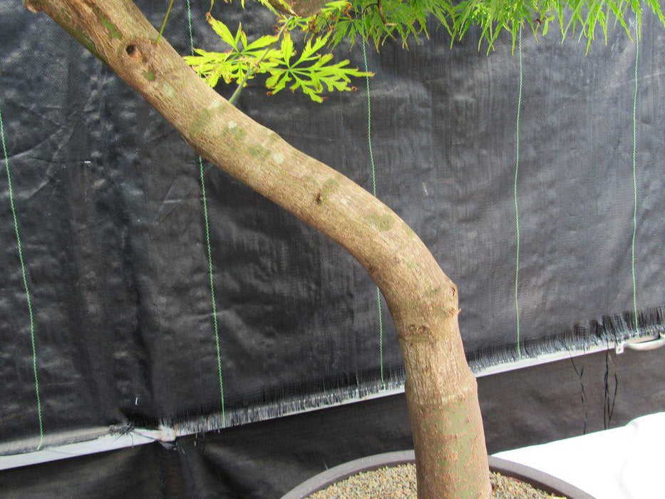 74 Year Old Weeping Japanese Maple Specimen Bonsai Tree Trunk Curve