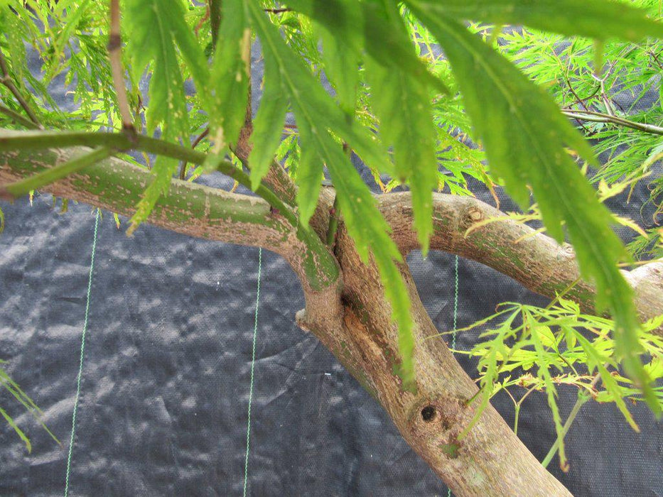 74 Year Old Weeping Japanese Maple Specimen Bonsai Tree Bark