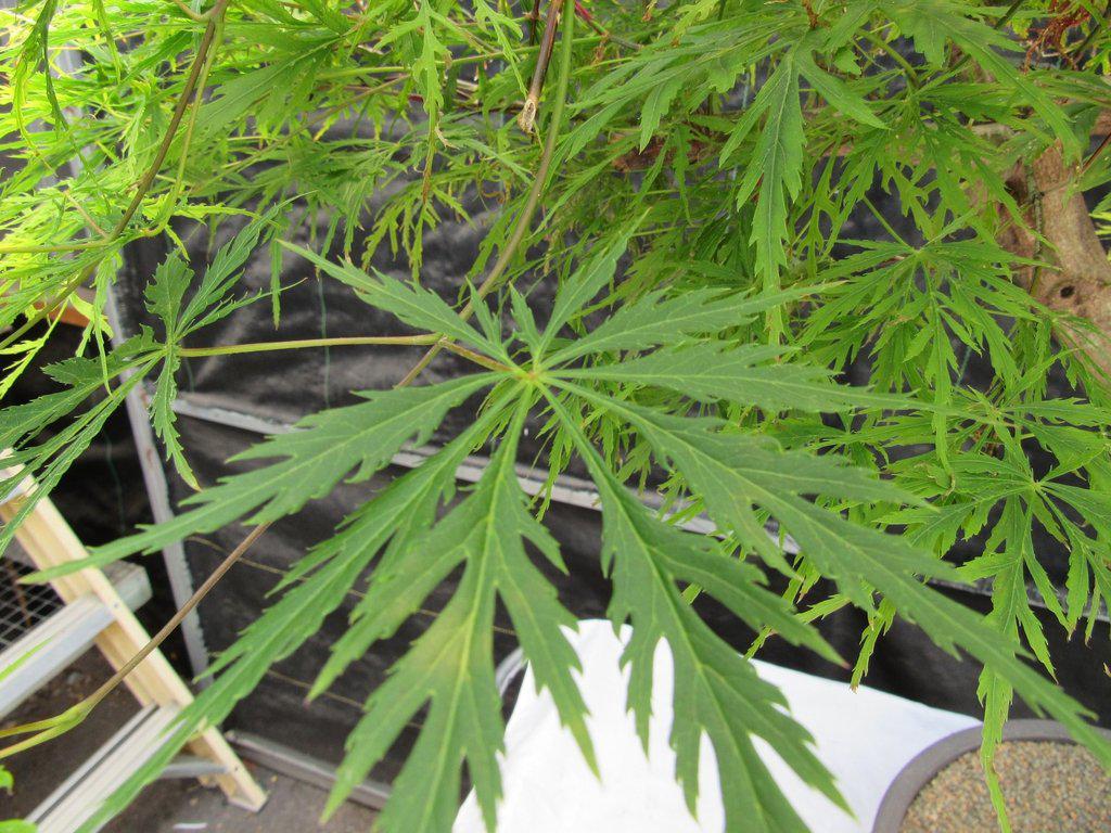 74 Year Old Weeping Japanese Maple Specimen Bonsai Tree Leaf