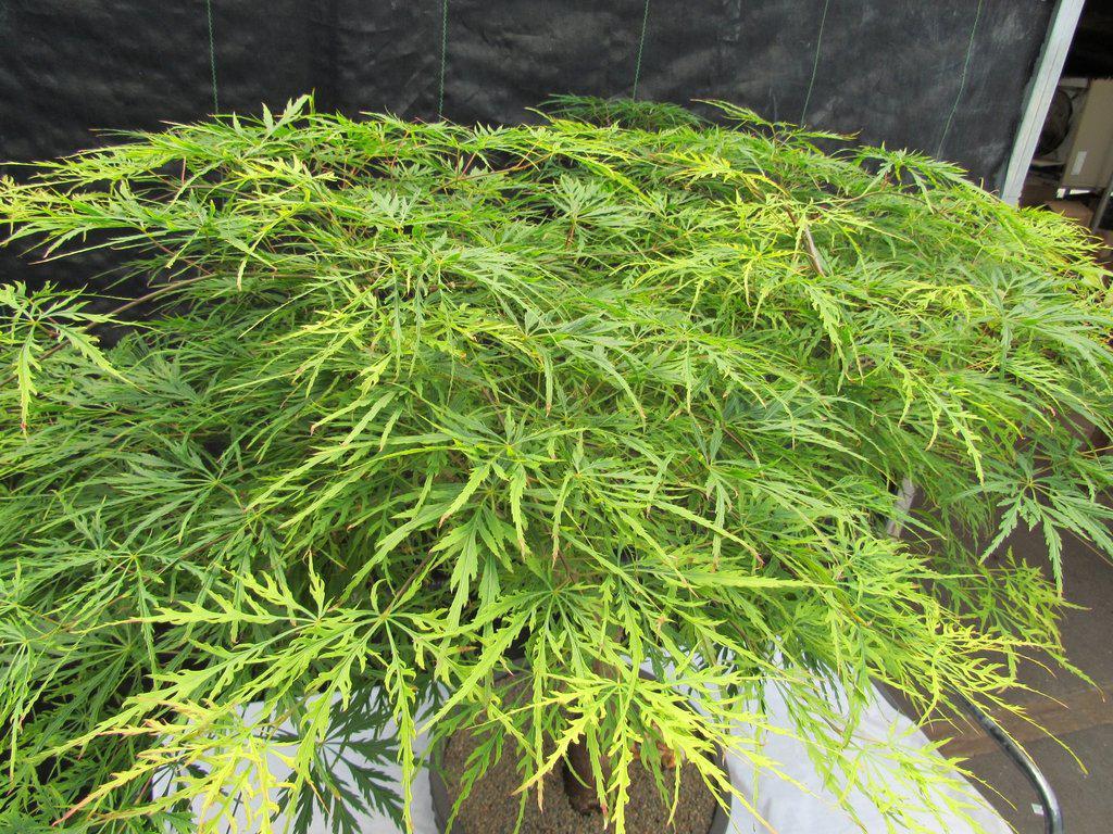 74 Year Old Weeping Japanese Maple Specimen Bonsai Tree Canopy