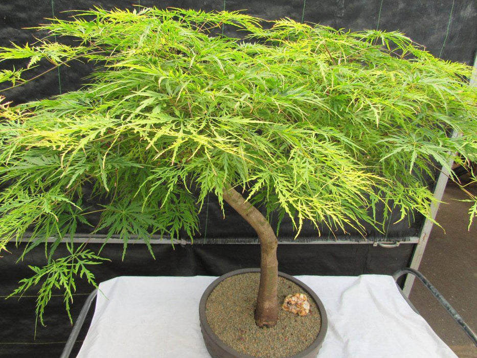 74 Year Old Weeping Japanese Maple Specimen Bonsai Tree Top