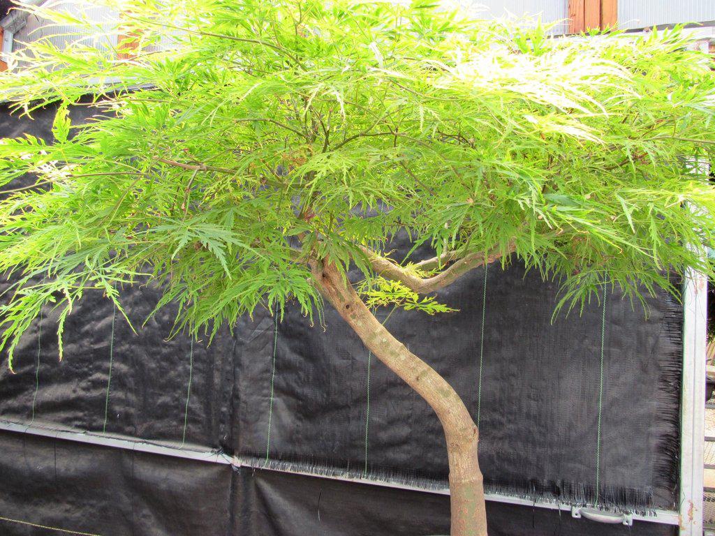 74 Year Old Weeping Japanese Maple Specimen Bonsai Tree Foliage