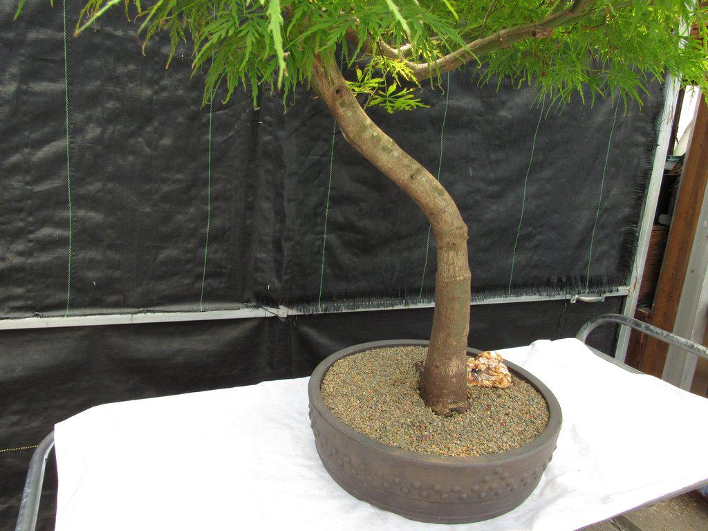 74 Year Old Weeping Japanese Maple Specimen Bonsai Tree Side