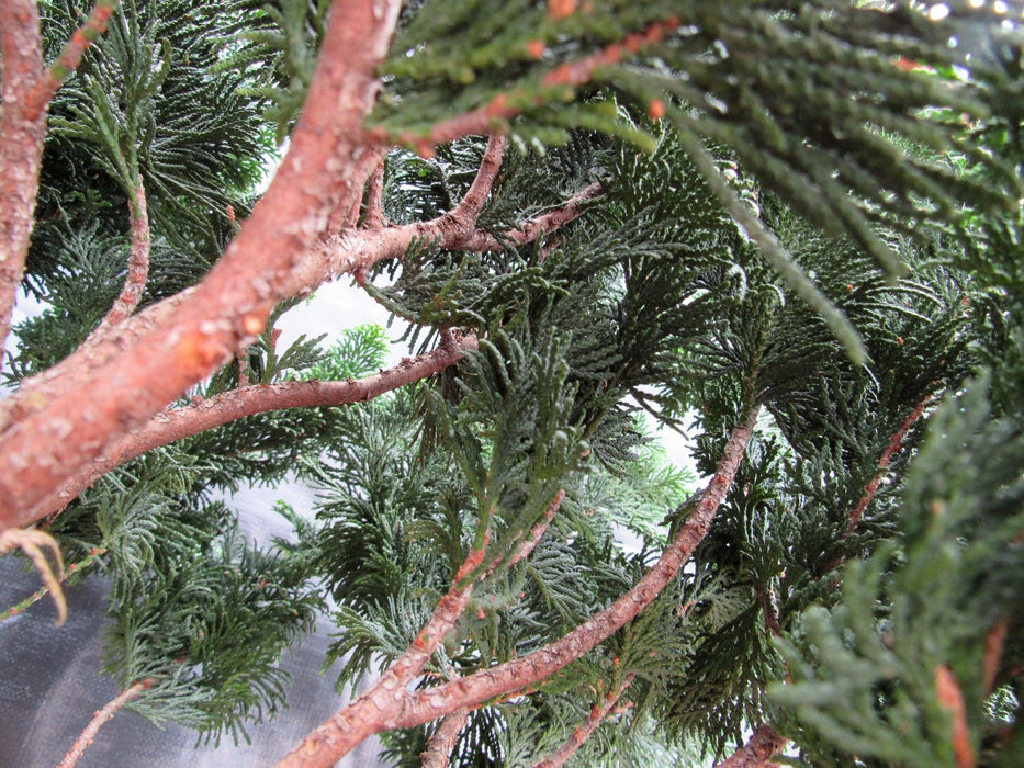 76 Year Old Hinoki Cypress Specimen Bonsai Tree Foliage