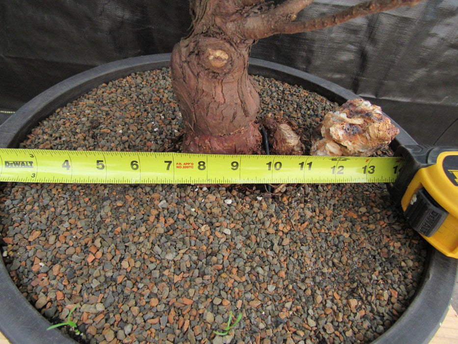 76 Year Old Hinoki Cypress Specimen Bonsai Tree Width