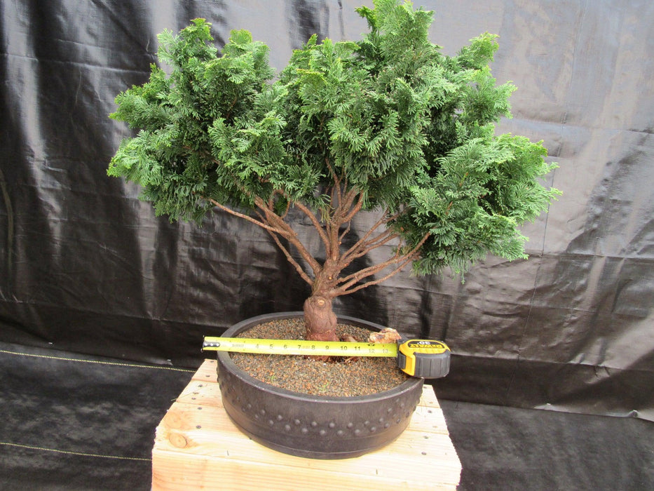 76 Year Old Hinoki Cypress Specimen Bonsai Tree Size