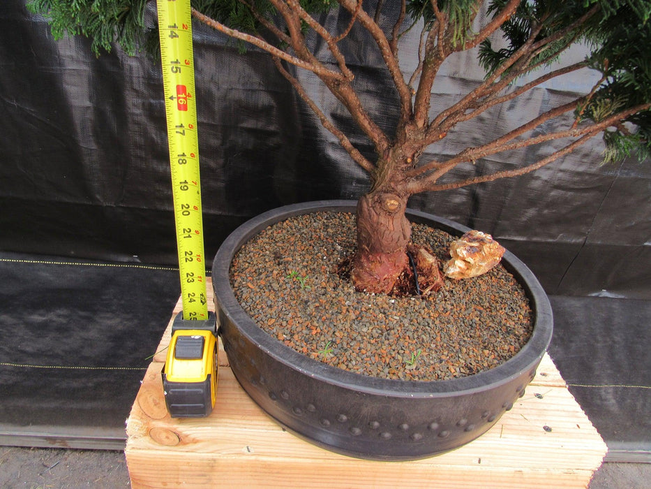 76 Year Old Hinoki Cypress Specimen Bonsai Tree Height