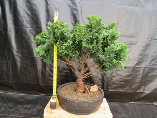 the bonsai tree giroux 76 Year Old Hinoki Cypress Specimen Bonsai Tree