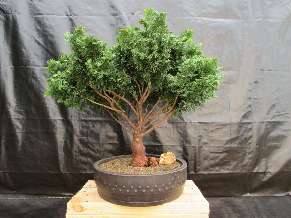 76 Year Old Hinoki Cypress Specimen Bonsai Tree Profile76 Year Old Hinoki Cypress Specimen Bonsai Tree Profile