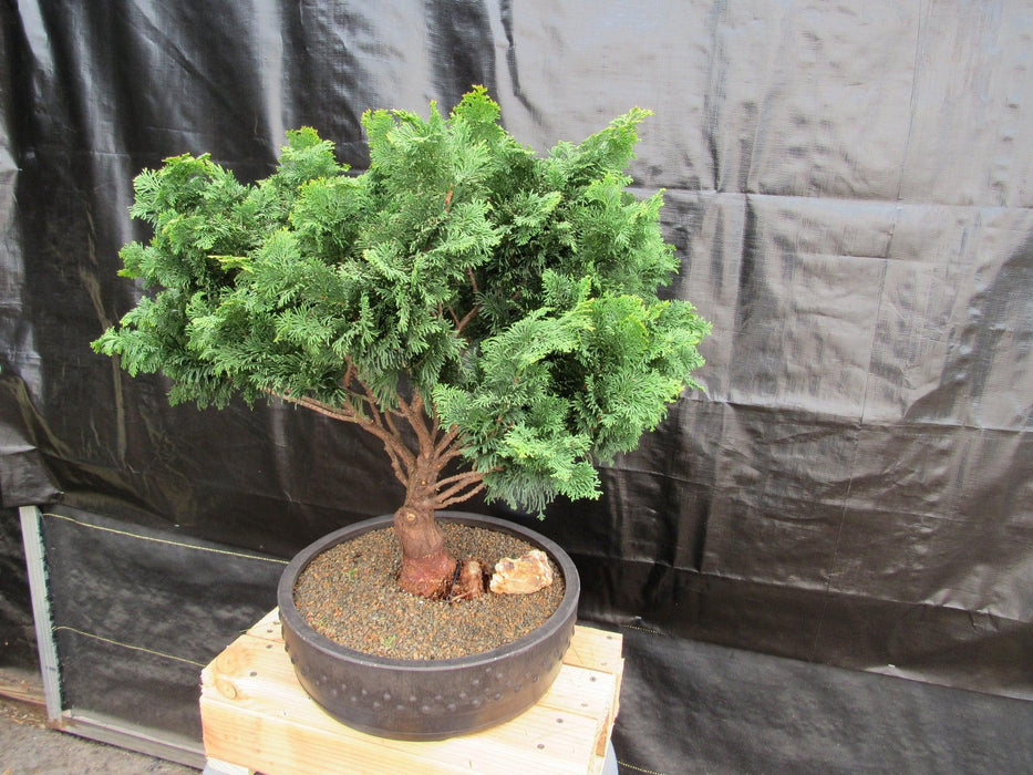 76 Year Old Hinoki Cypress Specimen Bonsai Tree Side