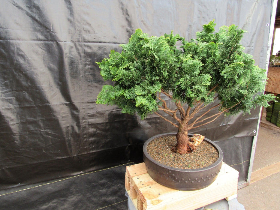 76 Year Old Hinoki Cypress Specimen Bonsai Tree Soft Side