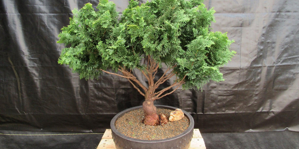 76 Year Old Hinoki Cypress Specimen Bonsai Tree