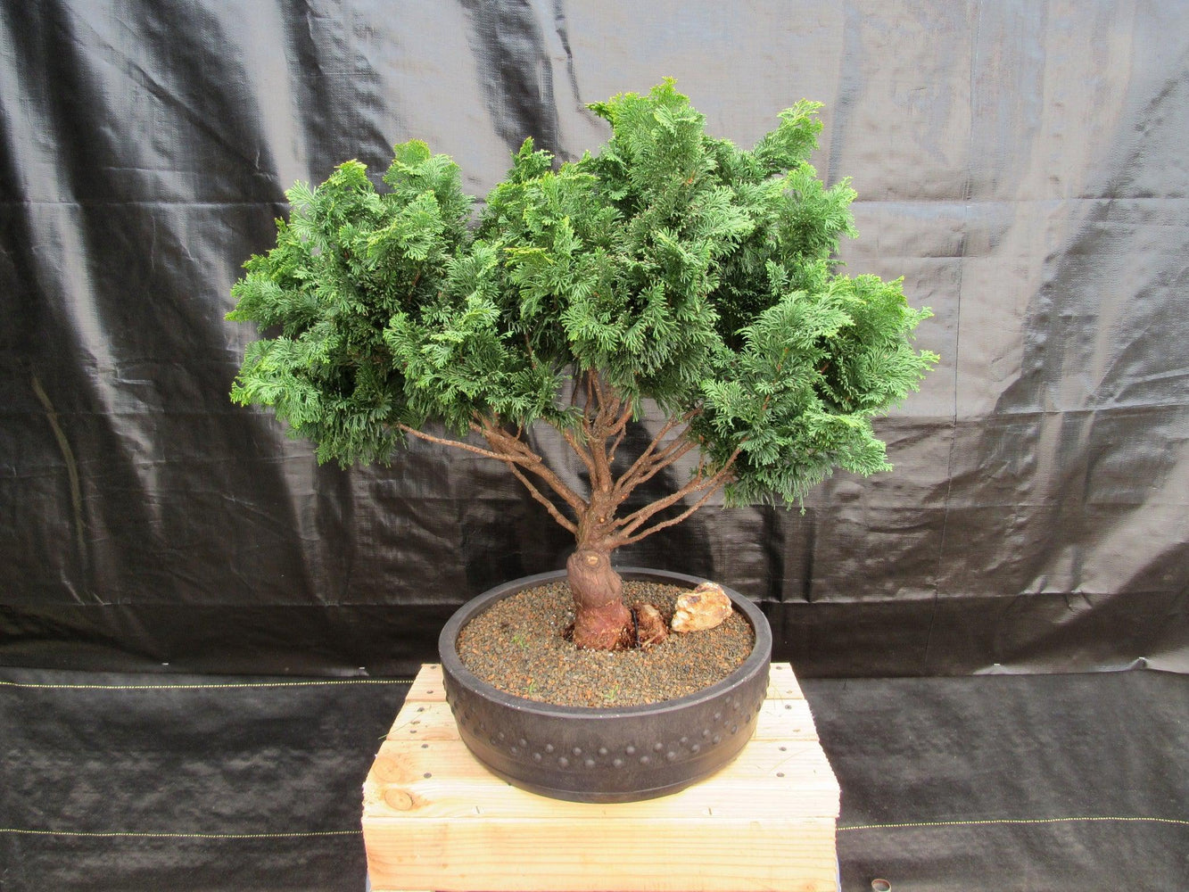 76 Year Old Hinoki Cypress Specimen Bonsai Tree