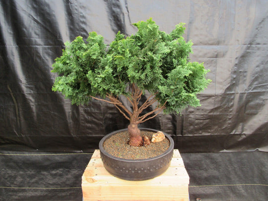 bonsai tree giroux 76 Year Old Hinoki Cypress Specimen Bonsai Tree