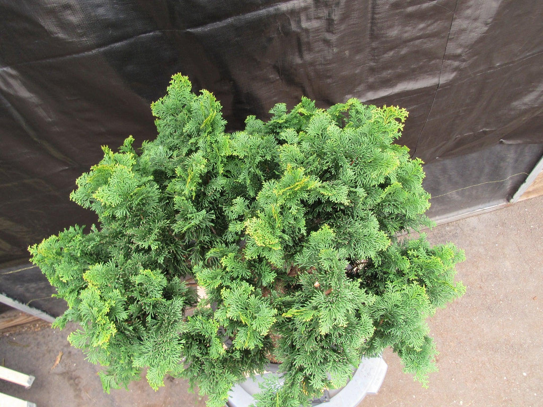 76 Year Old Hinoki Cypress Specimen Bonsai Tree Top