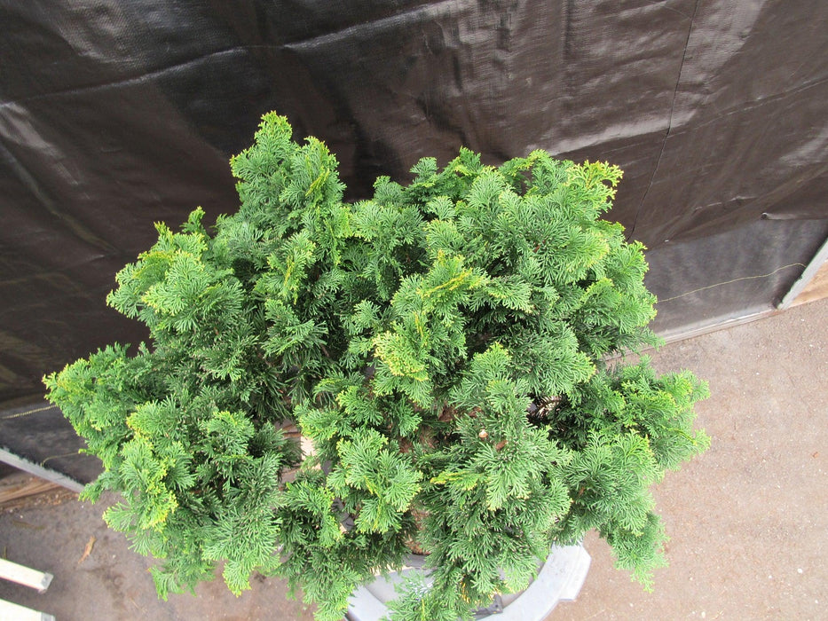 76 Year Old Hinoki Cypress Specimen Bonsai Tree Top