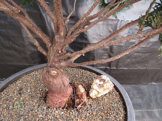 6 foot bonsai tree 76 Year Old Hinoki Cypress Specimen Bonsai Tree