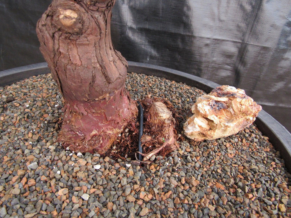 76 Year Old Hinoki Cypress Specimen Bonsai Tree Bark