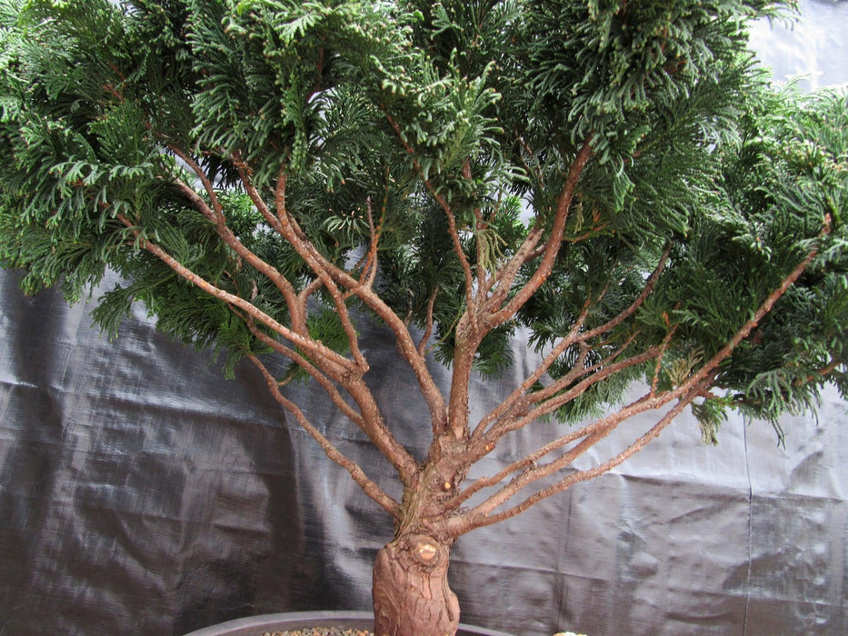 76 Year Old Hinoki Cypress Specimen Bonsai Tree Upward