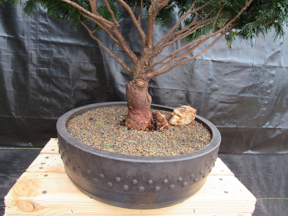 76 Year Old Hinoki Cypress Specimen Bonsai Tree Base
