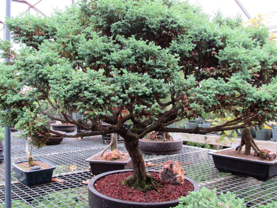 80 Year Old Blue Moss Cypress Specimen Bonsai Tree Bright