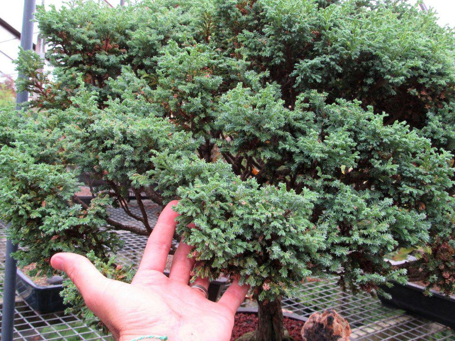 80 Year Old Blue Moss Cypress Specimen Bonsai Tree Scale
