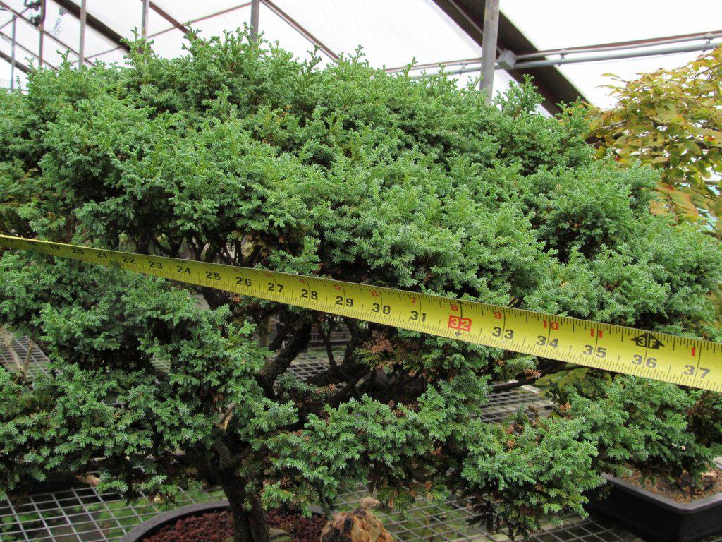 80 Year Old Blue Moss Cypress Specimen Bonsai Tree Canopy Width